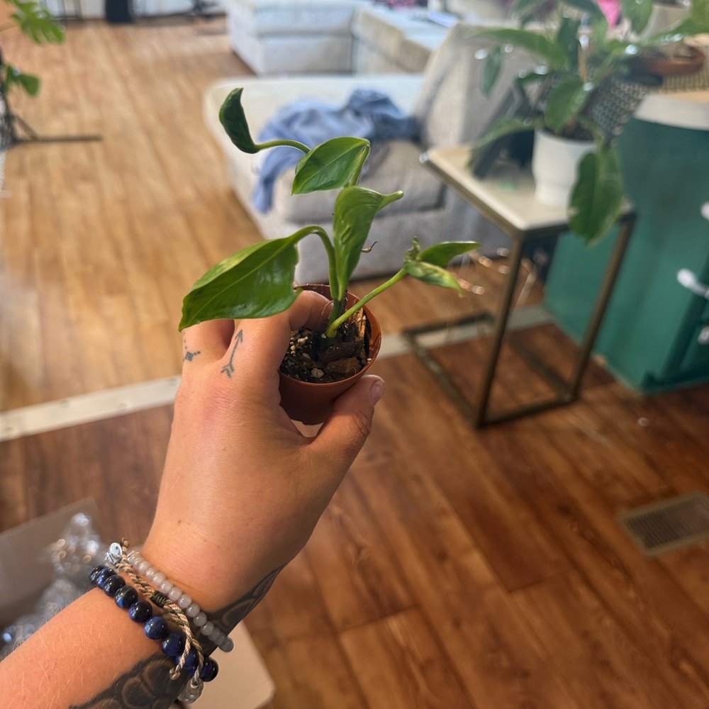 Godzilla syngonium. Second pic is momma plant NFS